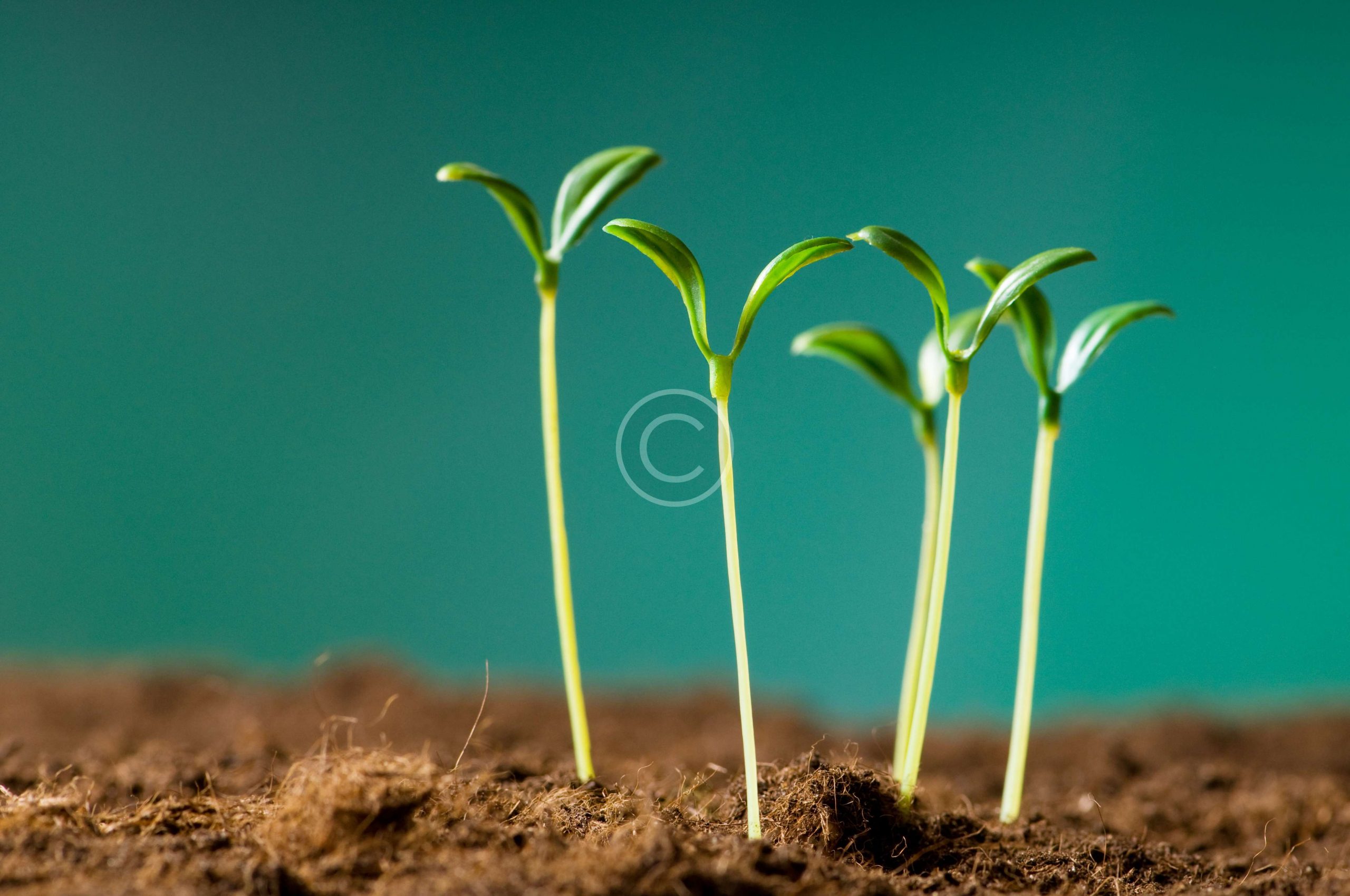 bigstock-Green-seedling-illustrating-co-14319230-scaled